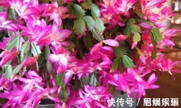 透水|蟹爪兰浇水的“小技巧”,一学就会,叶片杠杠厚,花苞压弯枝