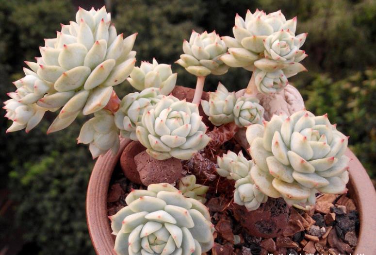 夏天最不容易养活的10种多肉，环境不好或者没有经验的肉友请绕行