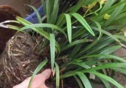 花草|养花不用买土,用这几样东西掺一块儿,种什么花草都旺