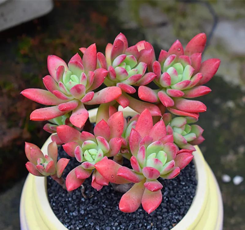 多肉中的红仙子,叶片肥美又红艳,长成老桩很轻松,太漂亮了