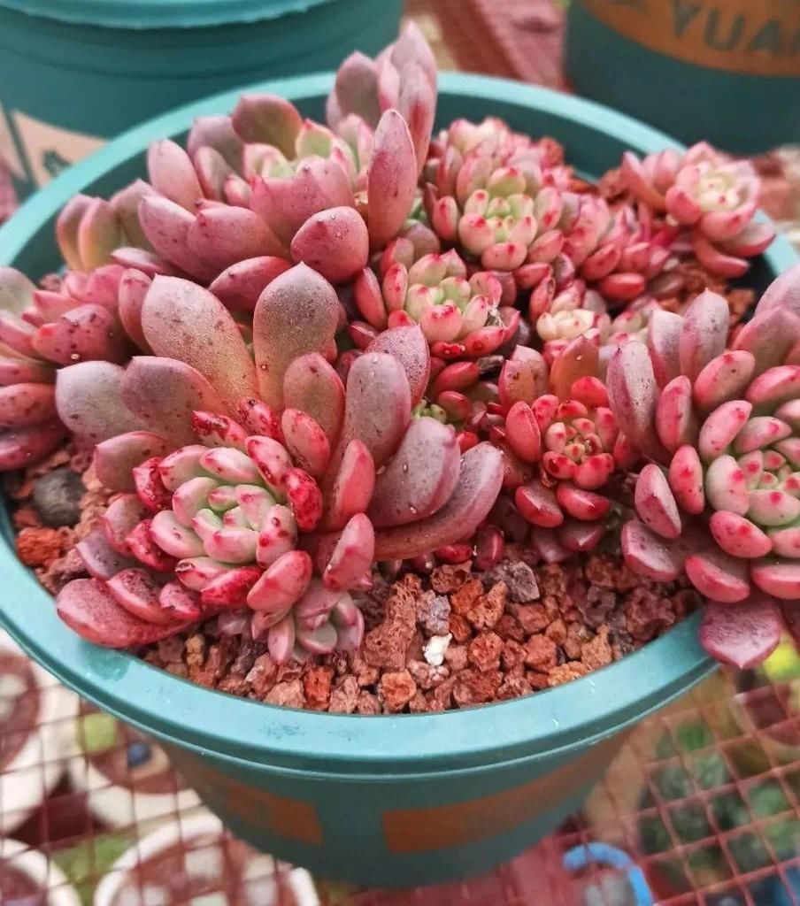 拼盘|多肉养在大盆里,就是豪横霸气,棵棵大得像白菜