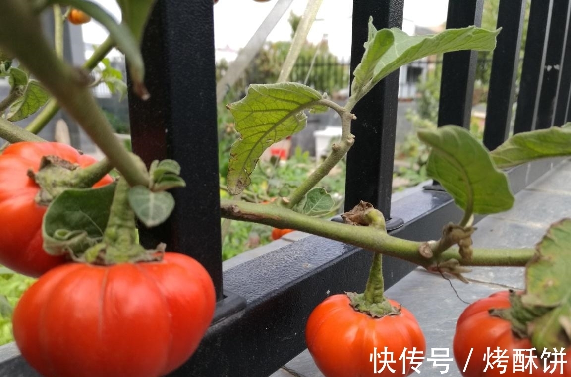 童年沙瓤柿子哪去了，为何柿子比以前难吃？真正的原因并非转基因