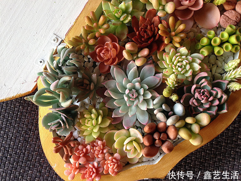 最全多肉养护法!十足干货!自己收藏就不用问别人啦!