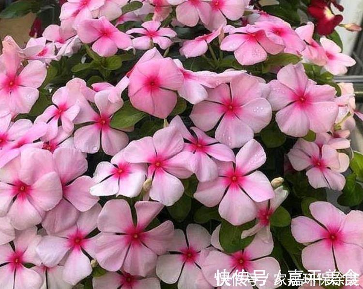 长春花|最有仙气的4种花，福旺运旺财更旺，财运爆发，事业风生水起