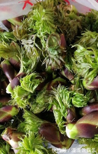 老包|这种野菜它长得和椿芽一模一样,被日本称为“天下第一山珍”野菜