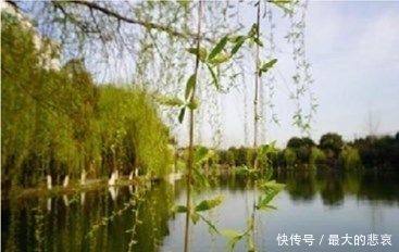 这十首咏柳诗,都是名家经典,记不住也要读一遍