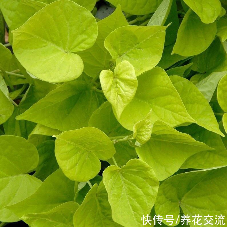 叶色|叶色丰富的观赏红薯，适合养成盆栽，开的喇叭状花朵很罕见