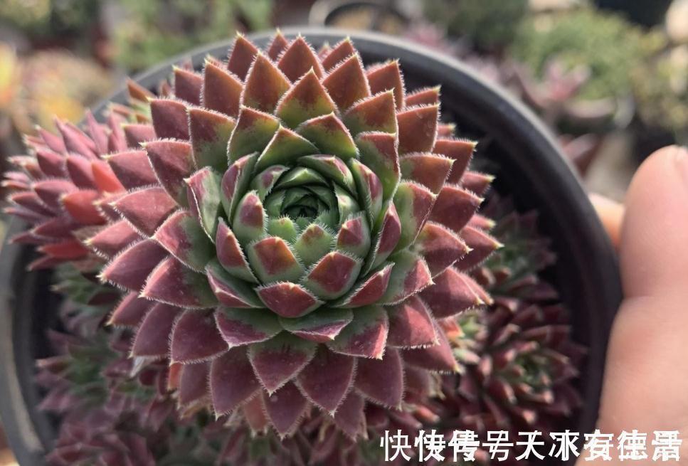 外行人|盆栽此款多肉,打理好这些,茎叶长得像莲花,一年四季都在开