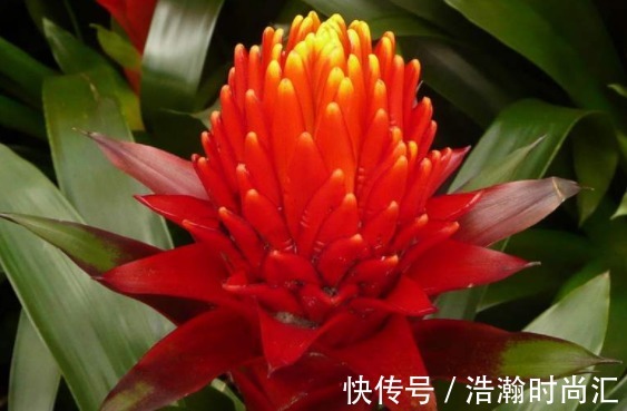 4种“有钱”的花,越养越有钱,家家必备,鲜花开花时间任你选