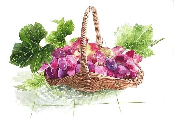 静物#日本柘植彩子Ayako Tsuge的花卉静物水彩画作品