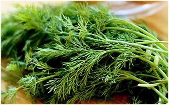 馅饼|茴香再好吃也要注意三个禁忌,大多数人不知道,建议收藏!