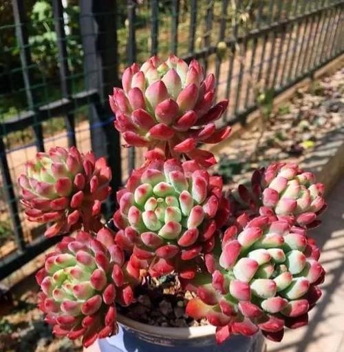 养棵多肉蓝苹果，大水大肥伺候，一年能爆10个头，养成群生肉墩子