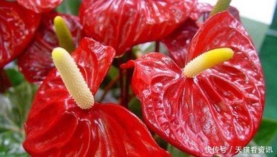 高雅|喜欢上养护漂亮迷人的花卉，就可以选择“高雅多姿”的3种花卉