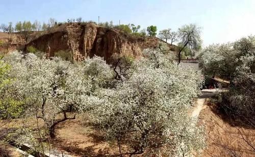 府谷王家梁：以“花”为媒 打造陕西北大门乡村特色旅游