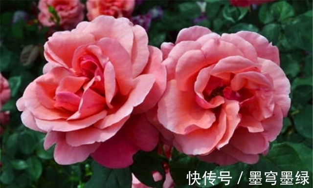 冬天月季要巧剪,“3个技巧”很实用,学会了春天新枝多又壮