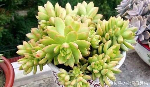 多肉植物|新手养多肉植物，做好这几件事，长得胖乎乎，个个爆满盆