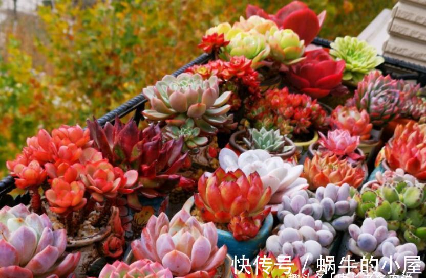 不想等到春暖花开?那10月快给多肉换盆吧!再不换天气可就真冷了