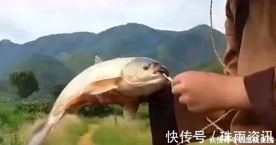 高手在民间，闽北神奇弓鱼术，能让鱼离水几天不死，是真的吗？