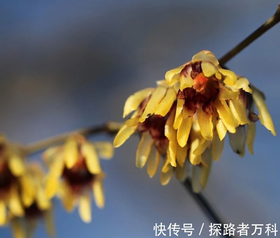 在寒冷的冬春时节灿烂开花的8种观赏花卉,可露养户外,打理简单