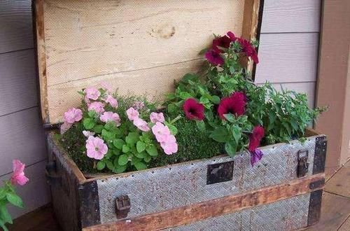 养花|除了花盆之外，这些东西也是绝佳的养花神器，你用过吗？