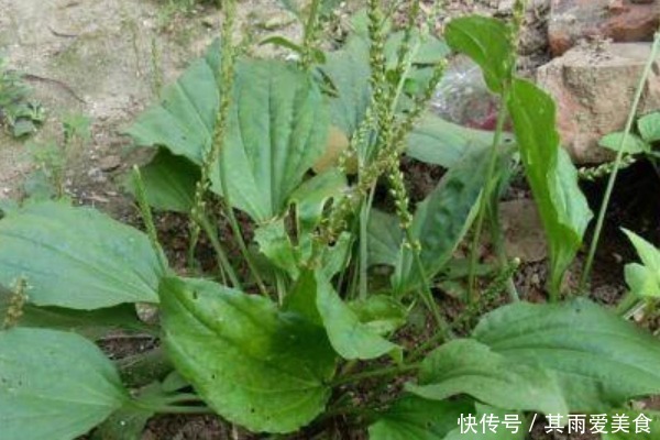 止咳|车前草也是宝,常用来煮水喝,好处不请自来,男女老少都离不开!