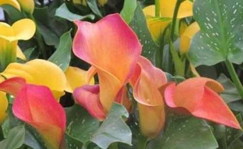 庭院选这几款花，花姿妖娆，花儿轻松开爆盆，适合阳台盆栽