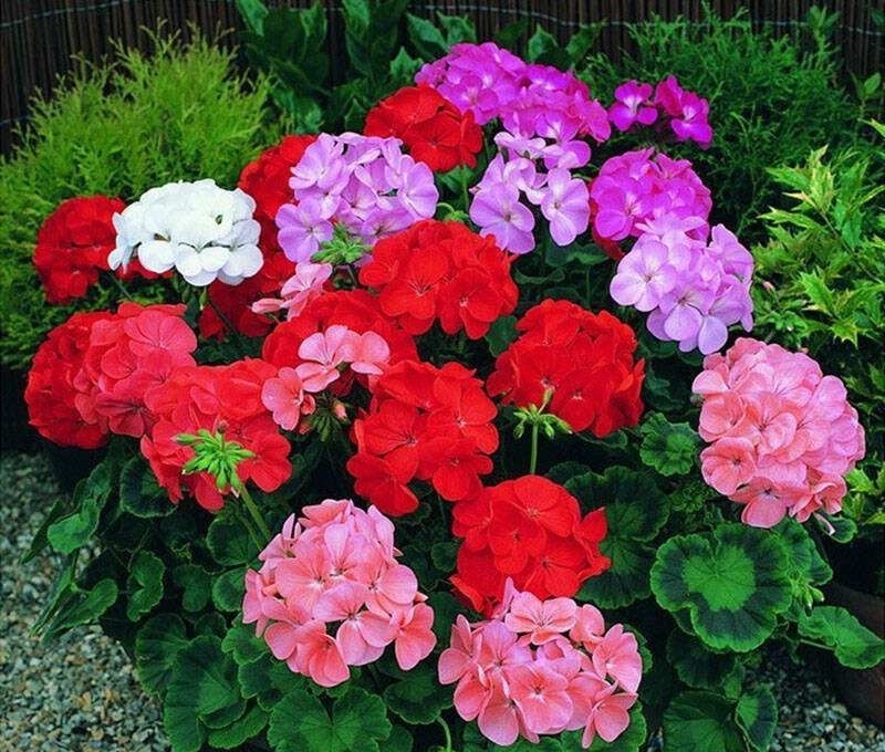 天竺葵烂根还有救吗？教你3种挽救小妙招，让天竺葵“起死回生”