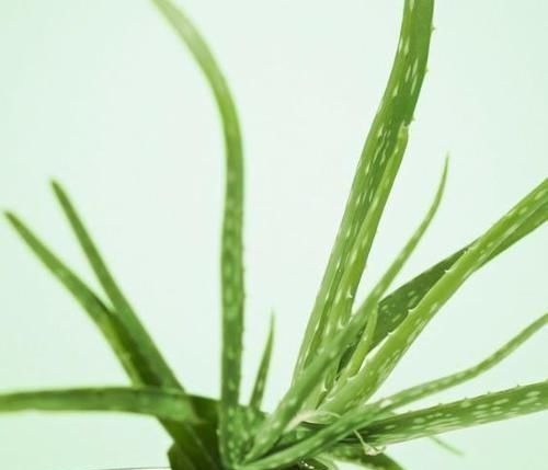 家里万万要养这几种植物，对家人身体越来越好