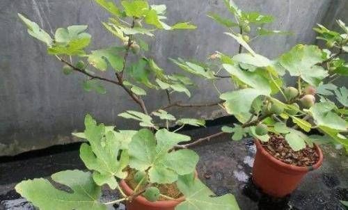 植株|阳台再小，也要养4种果树，植株矮小，结果颇多，还能当盆栽欣赏