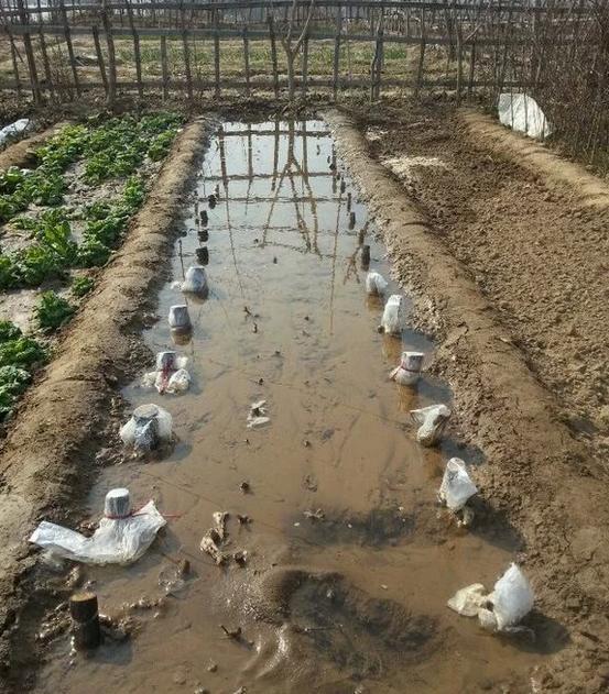 1种果树剪根枝，插土里就活，当年就能挂果，压弯枝！