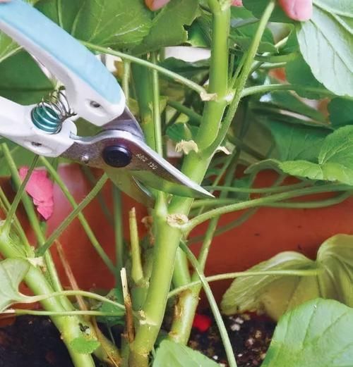 修剪|3种漂亮花，开完花快剪，浇一次肥，营养足，花开一茬接一茬