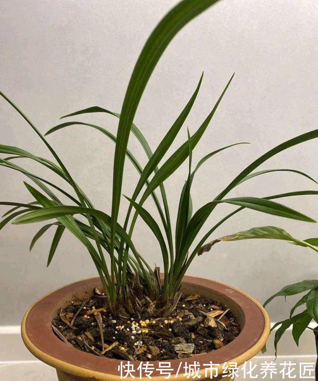 植料|浇水是门学问，有的人隔三差五勤浇水，兰花最后还是被干死