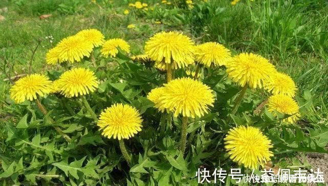 肝脏|5种食物是天然的“强肝王”,经常吃一点,养肝排毒远离肝病