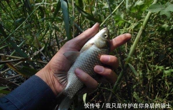 发现无人野塘,用了这个饵料,意外钓获十七斤大鲫鱼