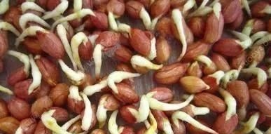 黄豆|4种蔬菜发芽后,不仅没毒,营养还翻倍,可以放心吃