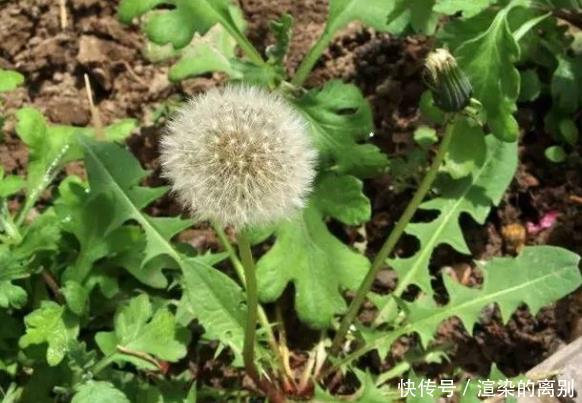 想要躲开高尿酸,几种天然“排酸王”常吃,别再花冤枉钱