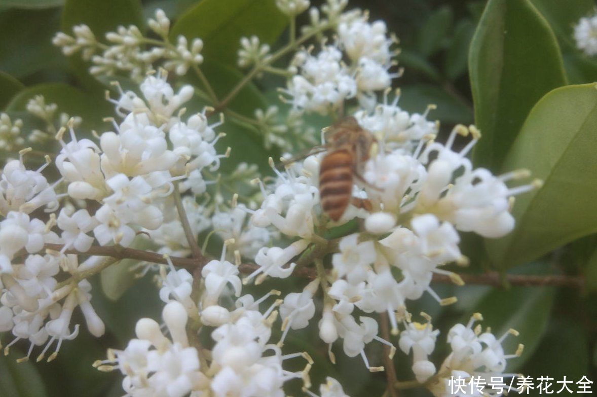  花友们|这种花叫女贞花，小巧精致，比桂花还美，就是味道有点怪