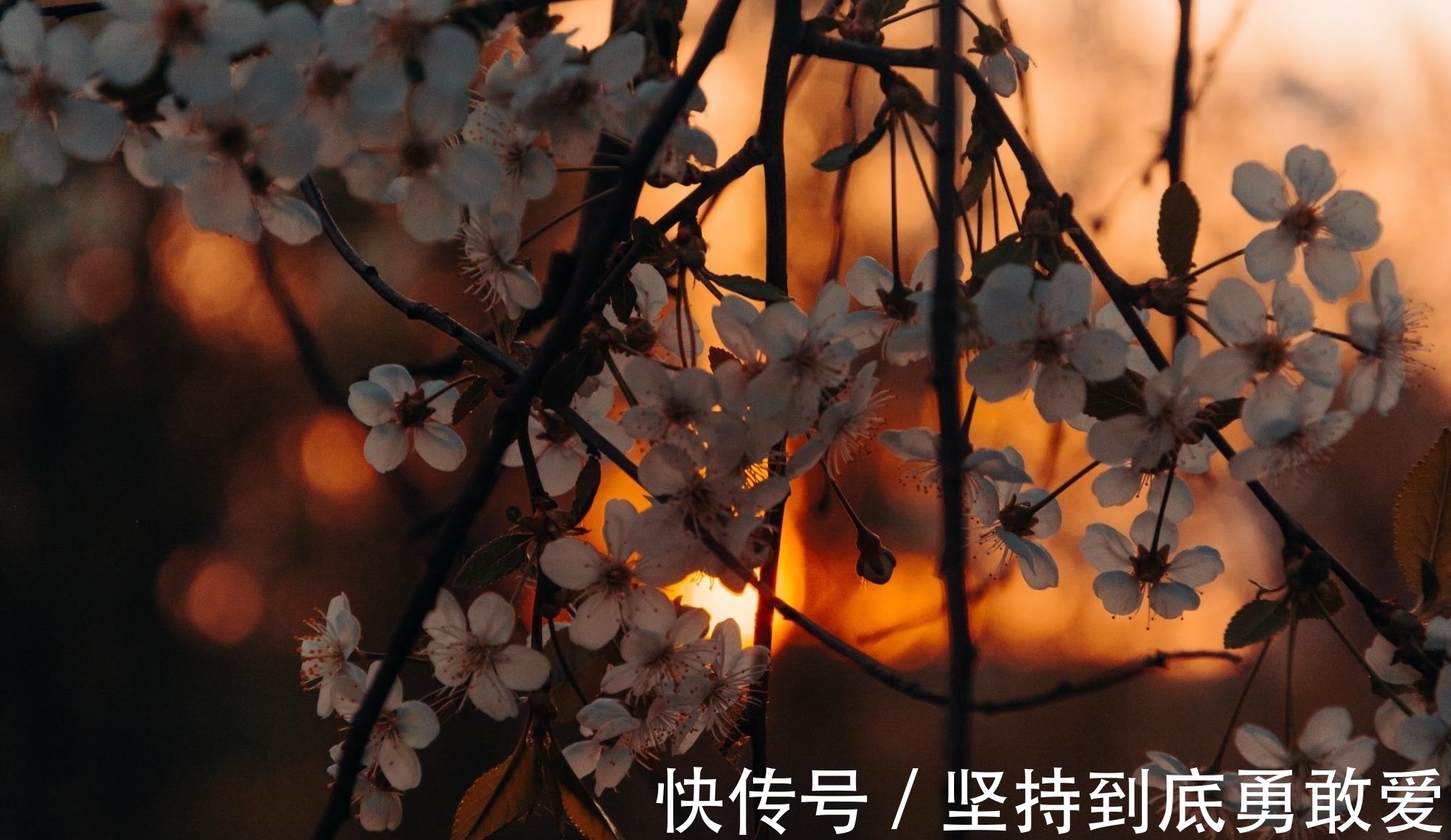 戴建业@白居易酒后写的一首哲理诗,短短28字温暖人心,送给消沉的你