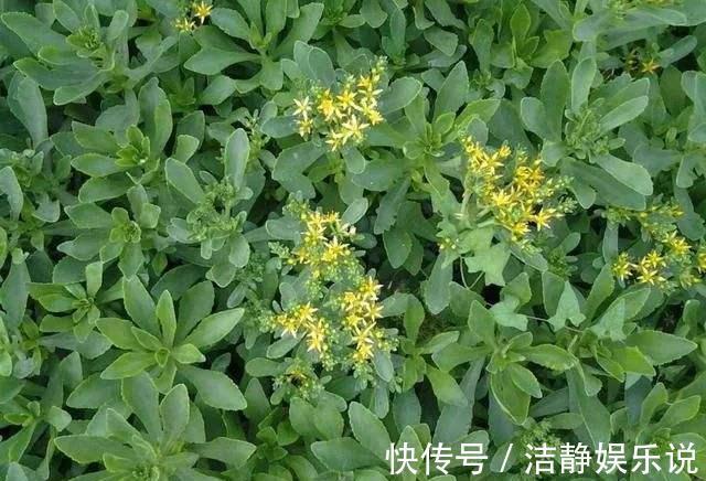 景菜|农村一野菜被称“救命菜”，人工种植价格高，一斤将近200多