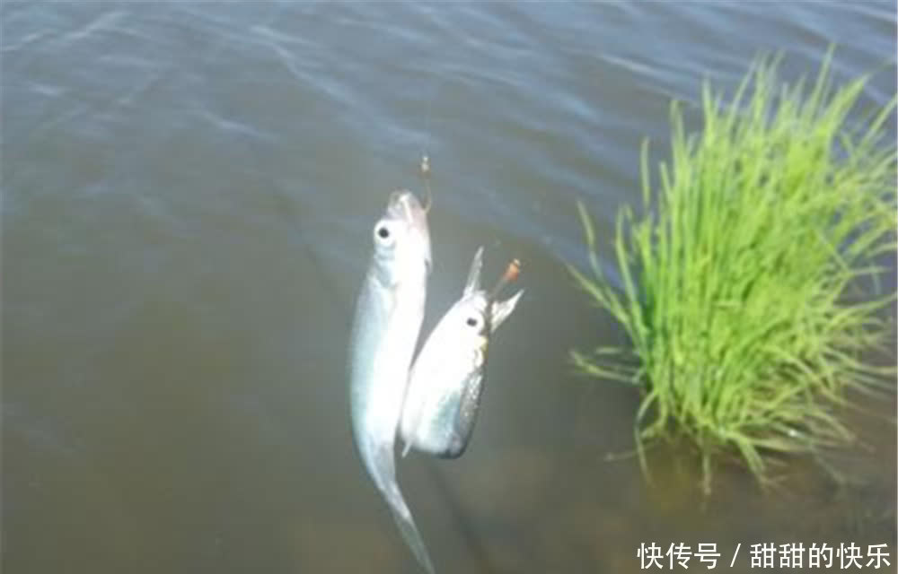 钓白条鱼要追求效率，这些方法可以“速刷”，半天十多斤，很过瘾
