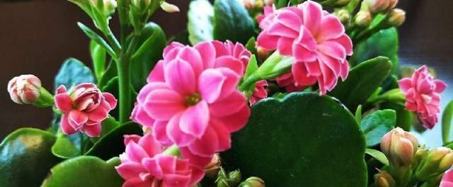 花苞|人家的长寿花,花苞都长满了花盆,原来是这么养的