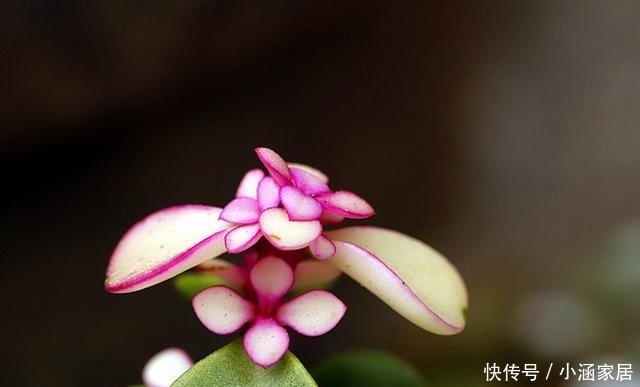 扦插|金枝玉叶如何扦插?简单这几步,一棵变多棵