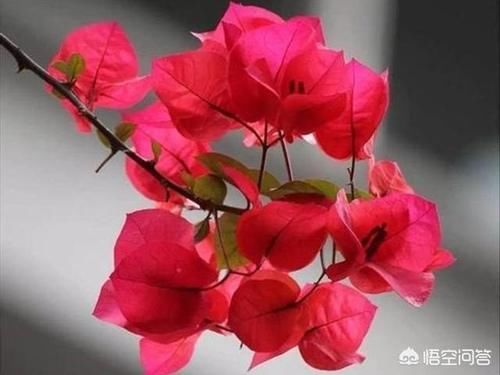 枝条|三角梅新生枝条摘顶了还会开花吗?