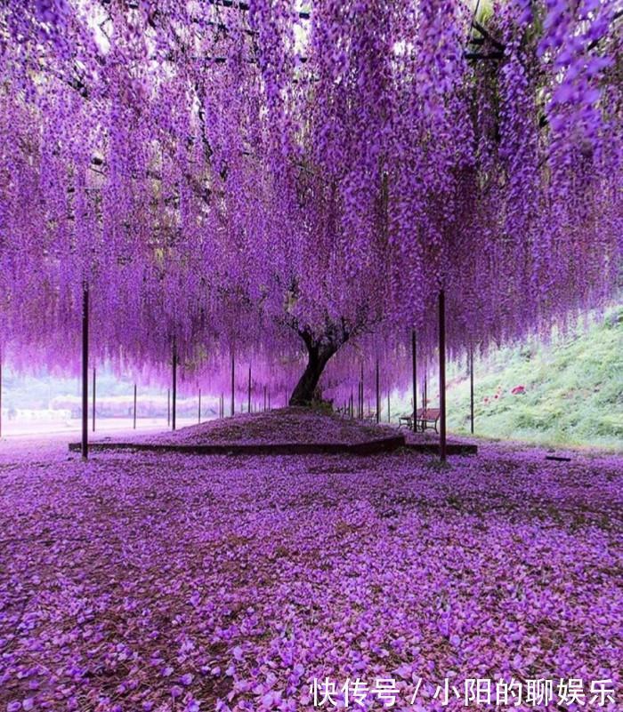 “寿命长”的11种花,好养寓意好,越养越值钱