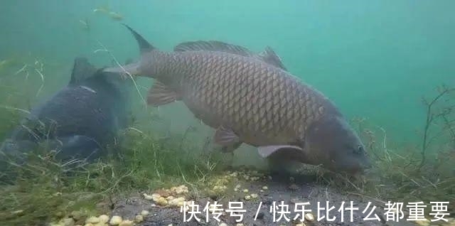 冬钓鲤鱼,这3个地方才最藏鱼!很多人却不知道