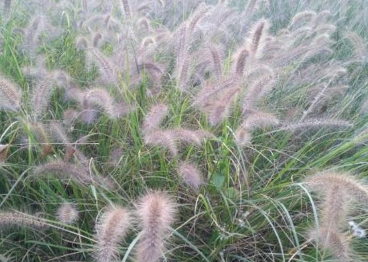  膝关节|农村遍地都是的“狗尾巴草”，治腿疼有奇效，积液少了腿疼好了