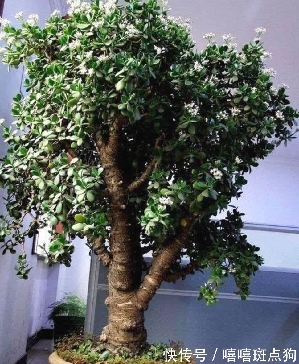 室内想养大盆镇宅花,建议从这10种里面选,听名字就很霸气