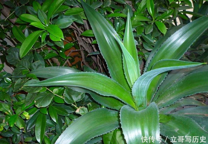 6种省心植物，做到这几点，养好无忧