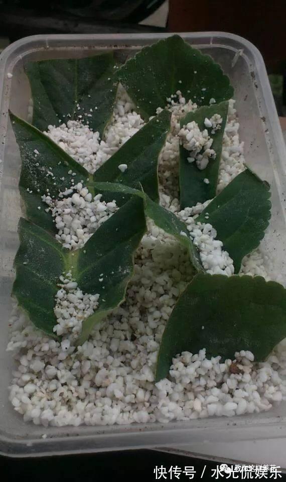 浸盆法|1种花超耐阴，一点散光就爆盆，花一开就是200多天！