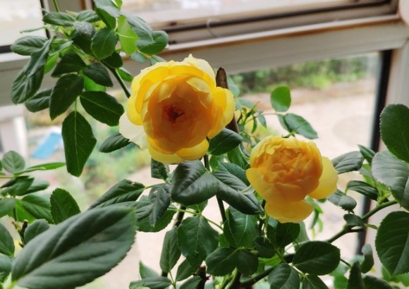 15款经典月季，好看好养，春天开成大花海！